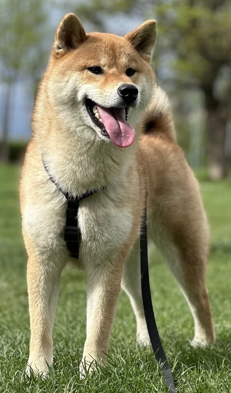Kaiju the Shiba Inu